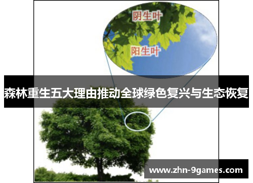 森林重生五大理由推动全球绿色复兴与生态恢复